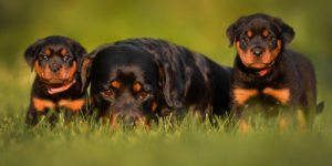 Rottweiler-Breeding