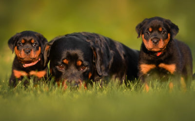 The Importance of Ethical Rottweiler Breeding