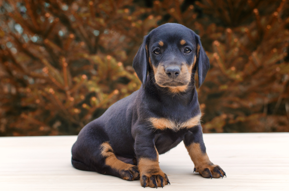 understanding-rottweiler-temperament understanding-rottweiler-temperament