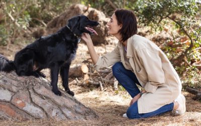 Essential Tips On How To Train A Rottweiler Puppy