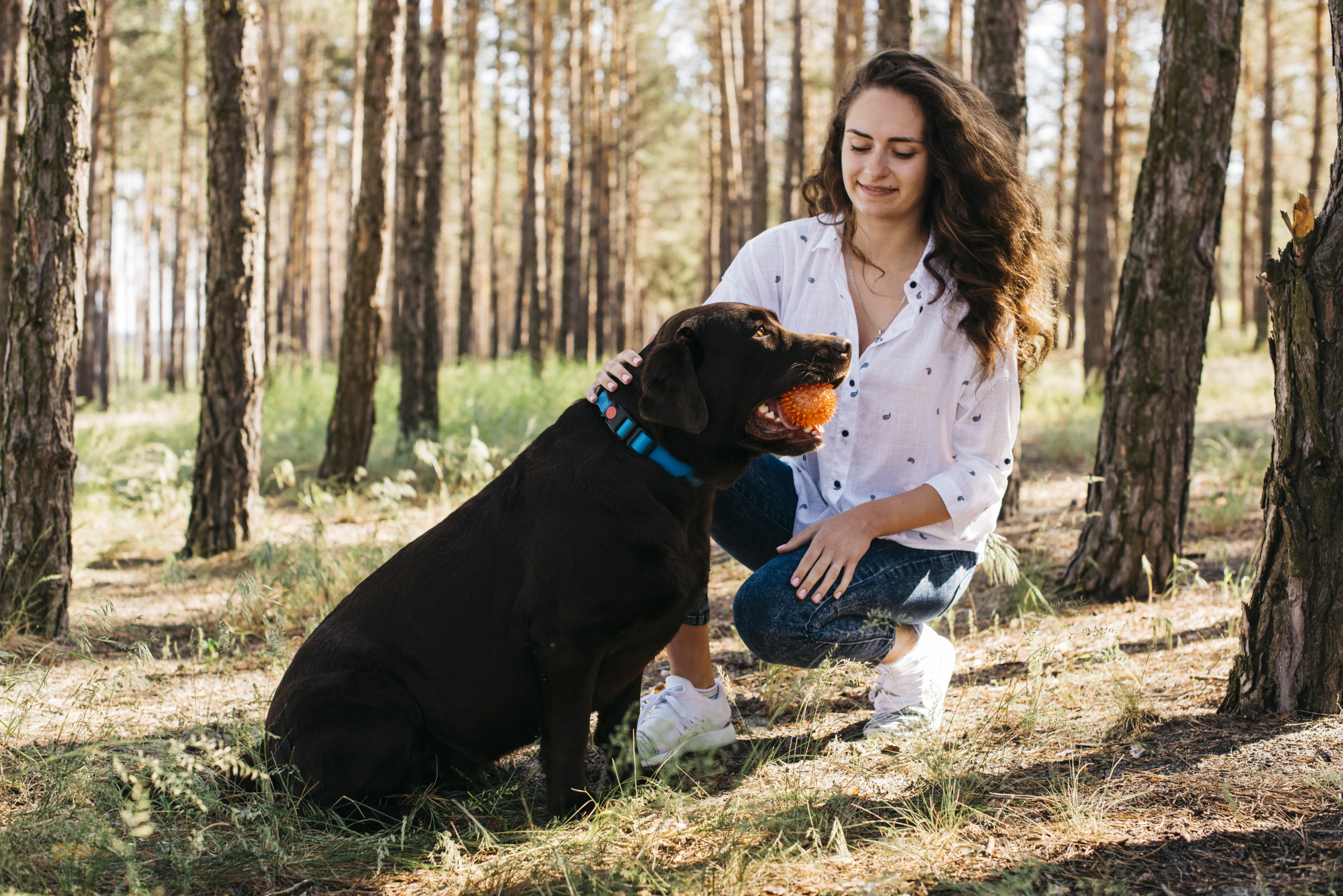 Sell Rottweiler puppies